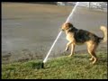 Louis CK's stupid dog