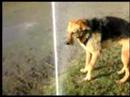 Stupid dog