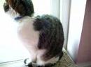 cat breathing funny