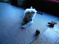 kismet kiwi kill 1