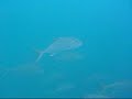 Pesca Submarina - Parte 1 Pesca Submarina - Parte 1