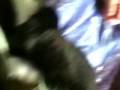 眠りネコ動画