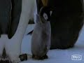 penguin power!