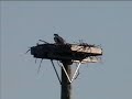 Ospreys and Osprey nests