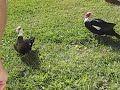 Florida Turkey Ducks Florida Turkey Ducks