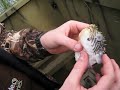 Whistling Puffer Whistling Puffer