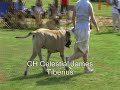 Mastiff Veteran Dogs - Somerset 2007