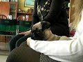 la mas guapa de todos los perros