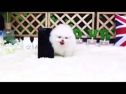 Fifi Micro White Pom