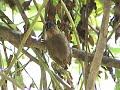 PICA-PAU-ANÃO-BARRADO Picumnus cirratus