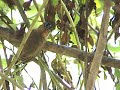 PICA-PAU-ANÃO-BARRADO Picumnus cirratus