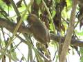 videos de PICA-PAU-ANÃO-BARRADO Picumnus cirratus