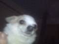 videos de Mandy , the angry chihuahua