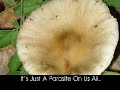Humongous Fungus Humongous Fungus