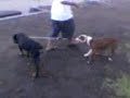 laika and chiklet laika and chiklet