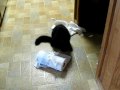 videos de lucky&lucy 005