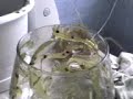 mousse de maracujá....com chantilhy.o melhor!!!!!! mousse de maracujá....com chantilhy.o melhor!!!!!!