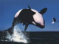 ballenas