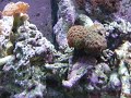 Trumpet Coral Sweeper Tentacles
