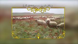 سعير الخليل فلسطين سعير الخليل فلسطين