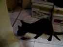 gatos