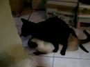 gatos