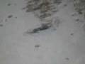 videos de Platypus - Kafoozalum.mov