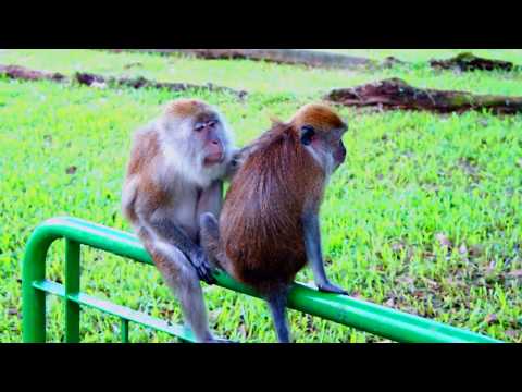 Female Monkeys Grooming in South Asia