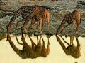 Amazing Animals