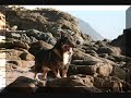 Swedish Vallhund