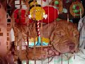 RONKO  APBT