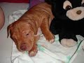 RONKO  APBT