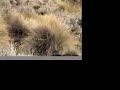 valley quail in patagonia   argentina sportsman com