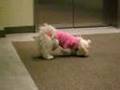 Maltipoo