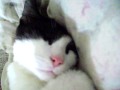 Sleepy Chester