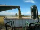 rice harvest
