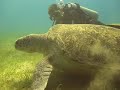 Dugongo e tartarughe Abu Dabab - Marsa Alam parte 1