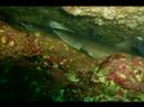 Scuba Trip to Playa Flamingo, Costa Rica
