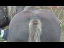 World Horse Welfare Conference 2008
