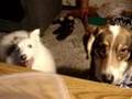 Deaf Mute Sheltie with Attitude