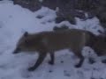 Red Fox 3 Red Fox 3