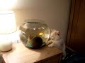 Cat v's Fishbowl