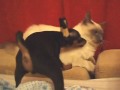 Dionis & Indigo