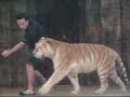 Team Tiger - Kingda Ka & Raina Team Tiger - Kingda Ka & Raina
