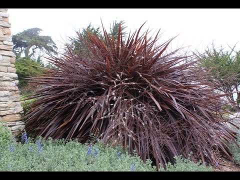 how to transplant purple fountain grass