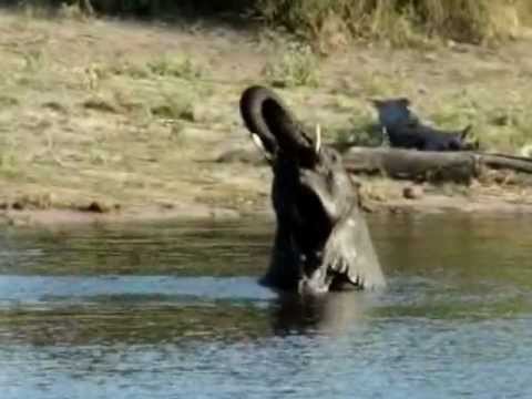 Animals of the Kruger National Park