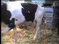 The Dark Side of Dairy