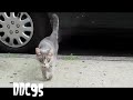gray cat fever