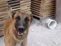 Pastor Belga Malinois