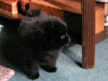 ポメラニアン動画